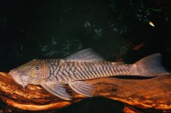 Chaetostoma sp. `COLOMBIA` - Click for species page